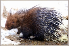 Animali_1