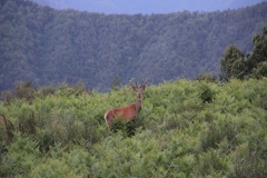 Animali_4