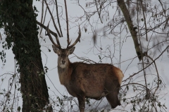 Animali_5