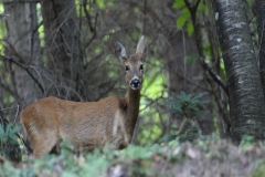 Animali_6