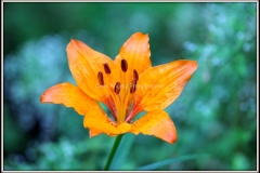 fiori