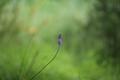 IMG_0054